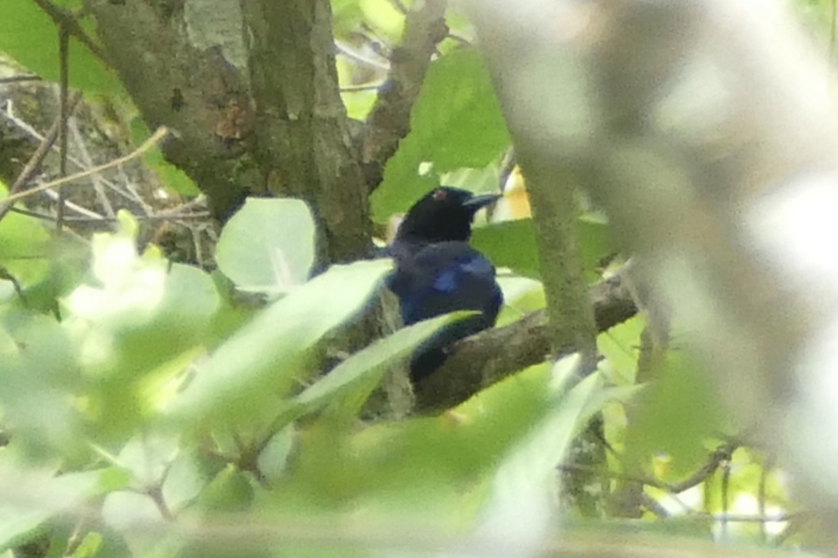 Philippine Fairy-bluebird - ML564745811