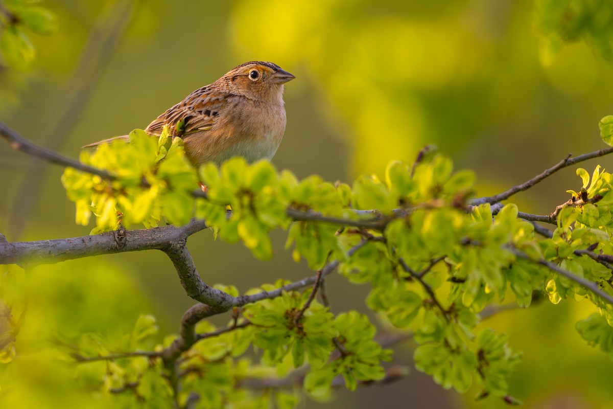 Grasshopper Sparrow - ML564746021