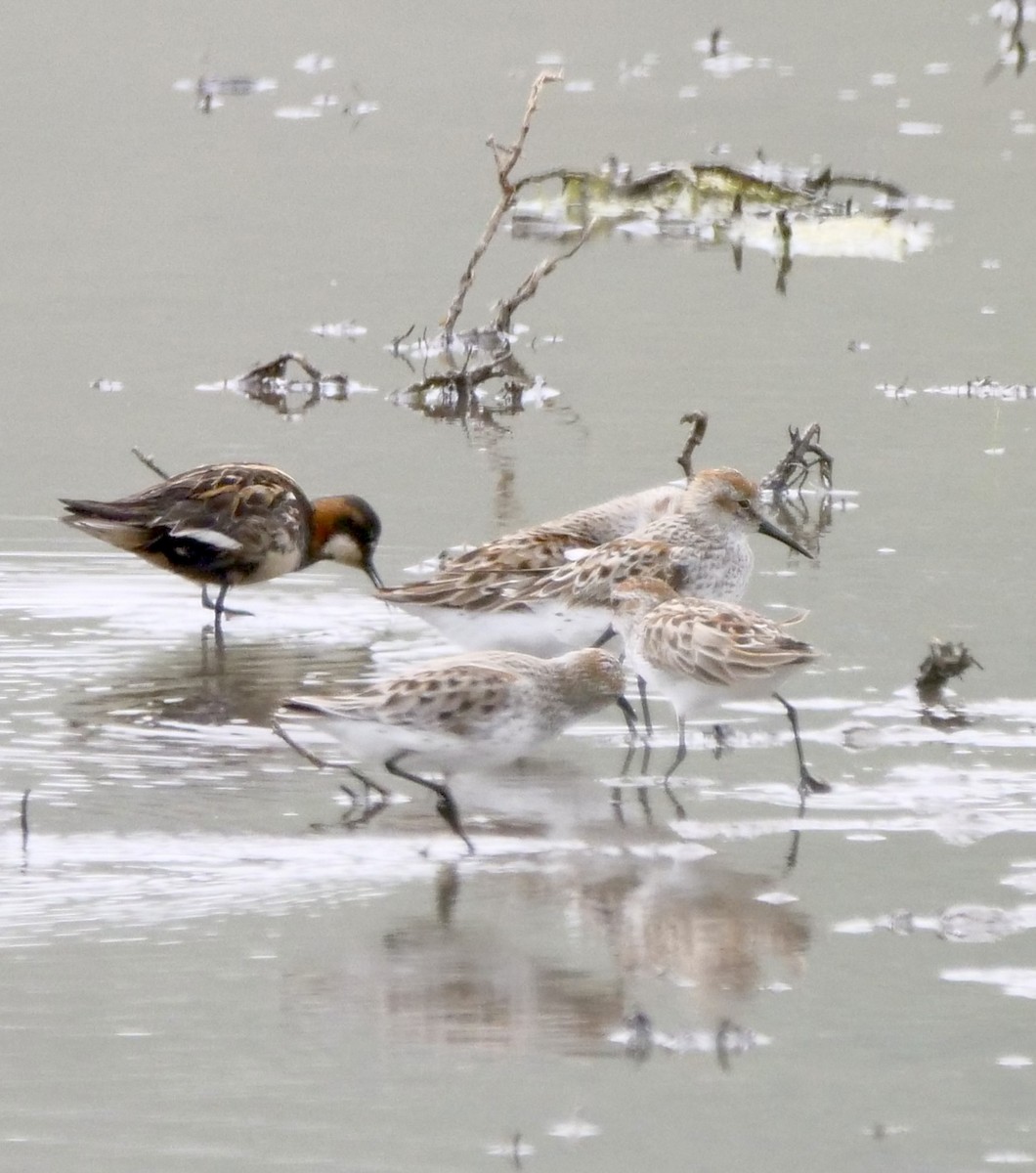 Red-necked Phalarope - ML564747111