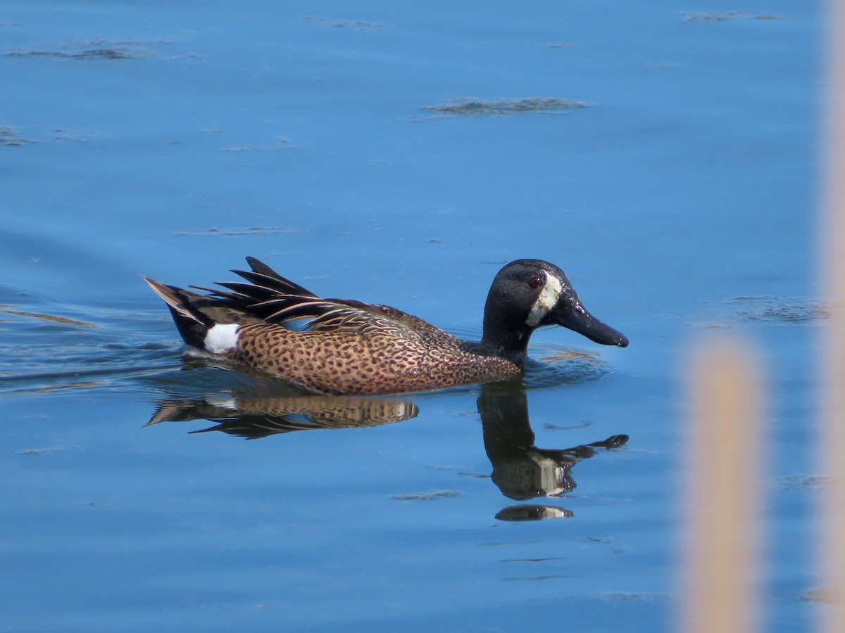 Blue-winged Teal - ML564747141