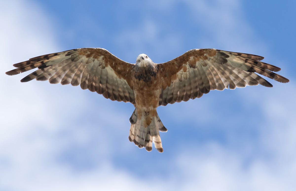 Square-tailed Kite - David Ongley
