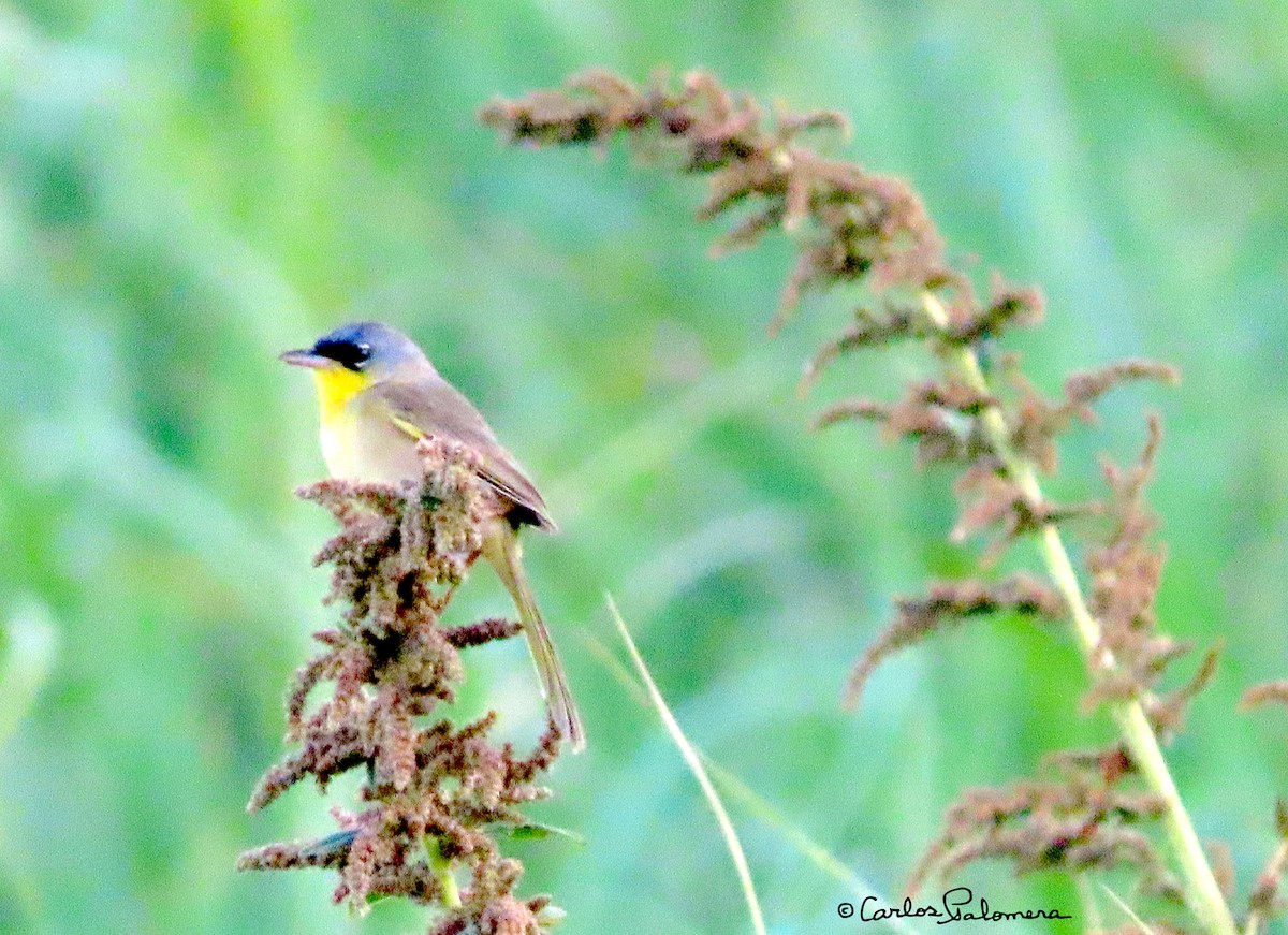Gray-crowned Yellowthroat - ML564747251