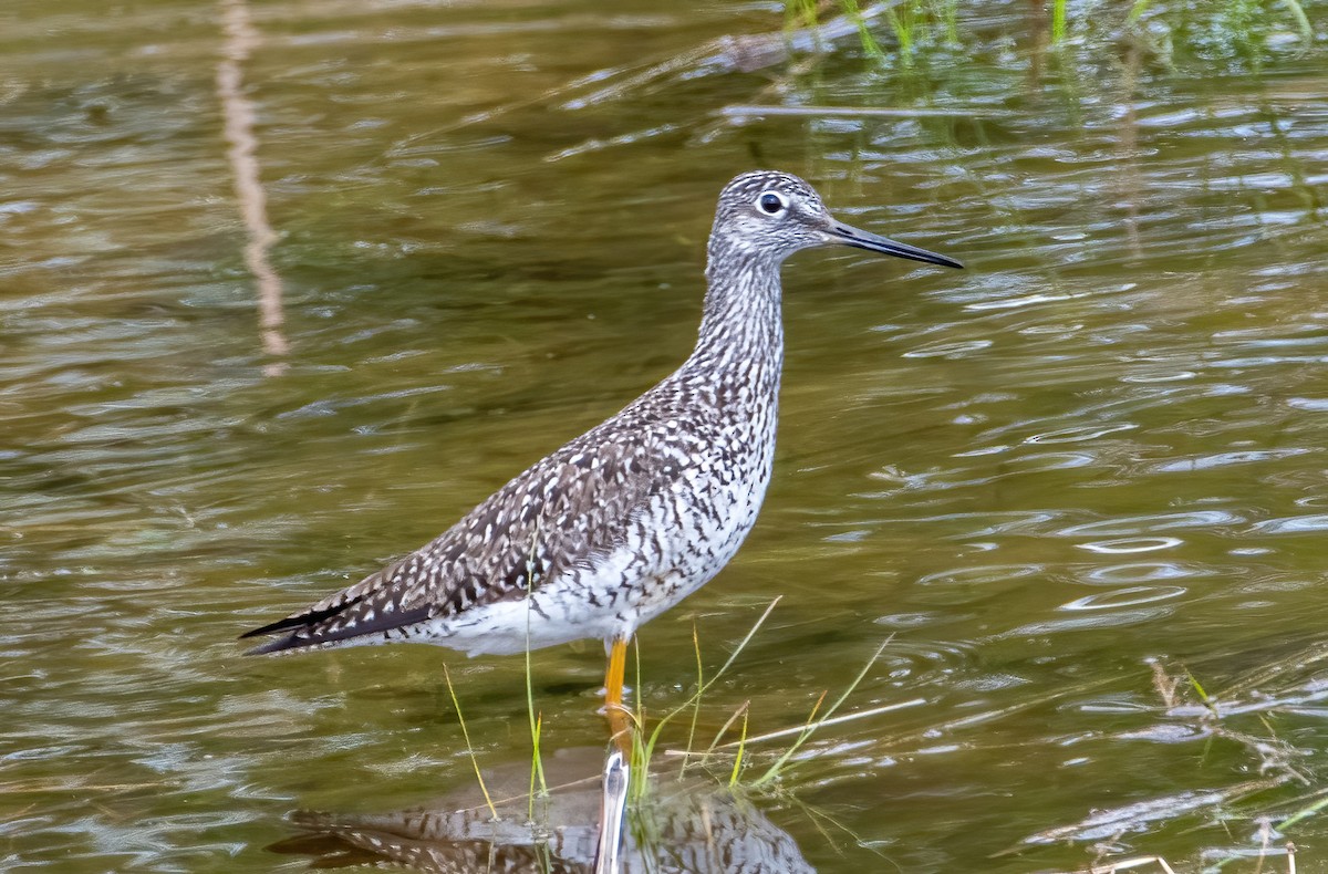 Greater Yellowlegs - ML564748501