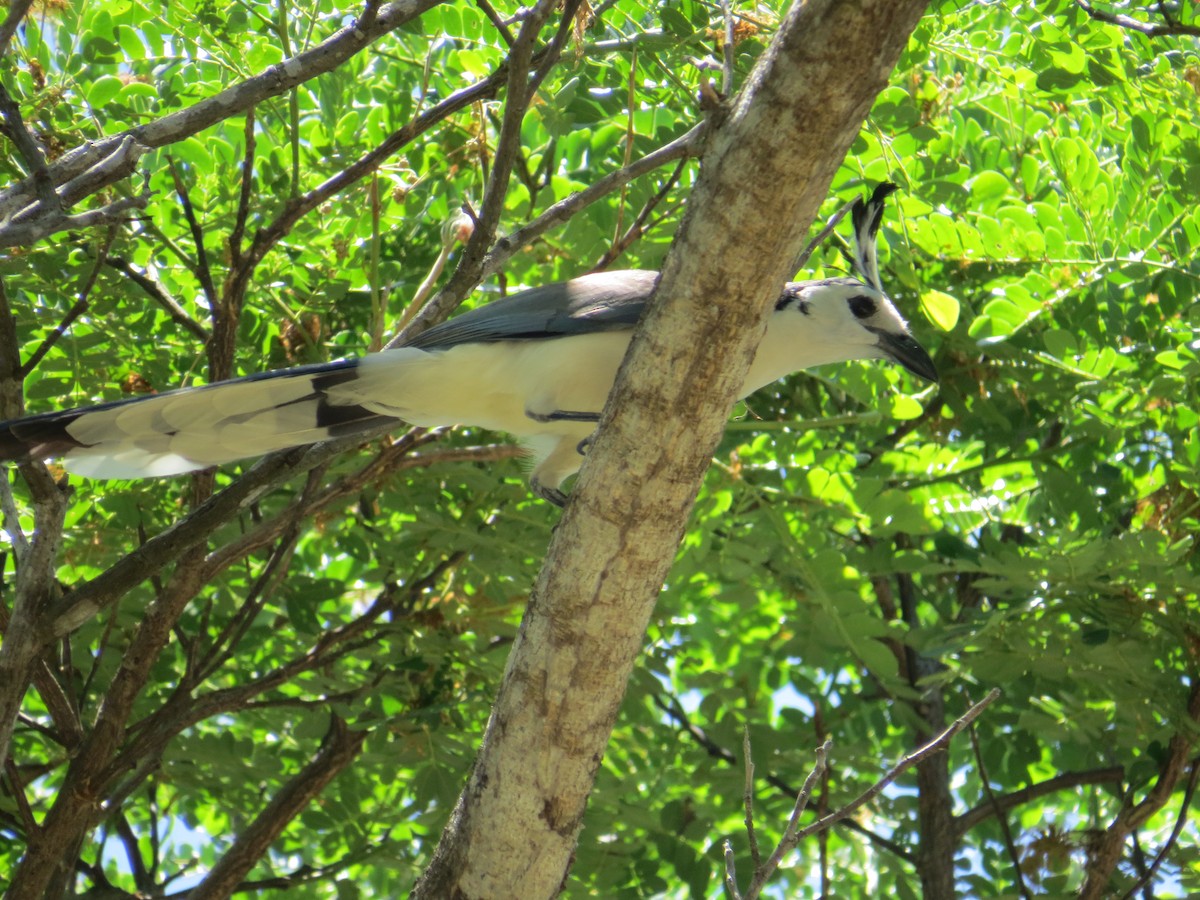 White-throated Magpie-Jay - ML564749241