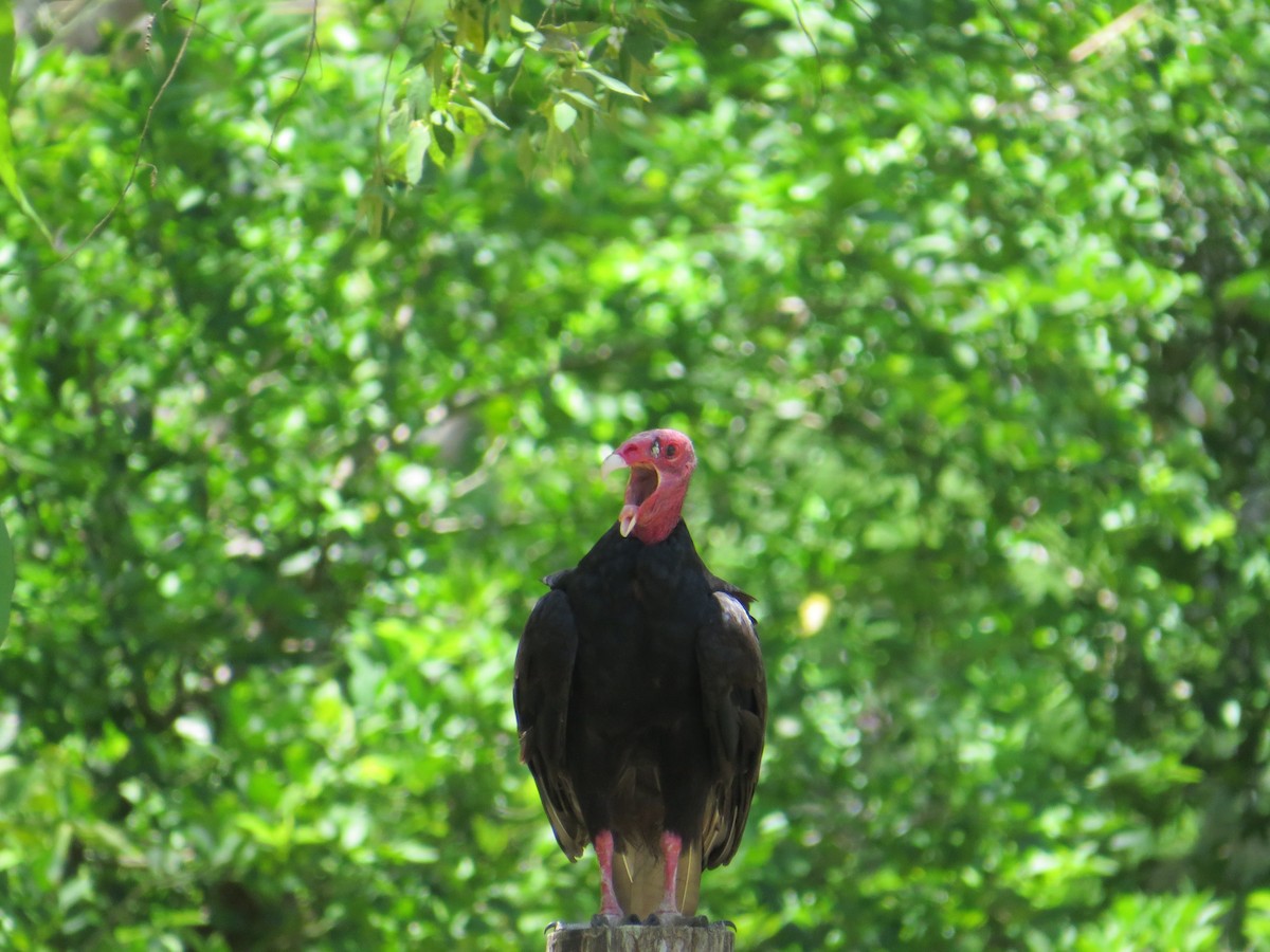 Turkey Vulture - ML564749411