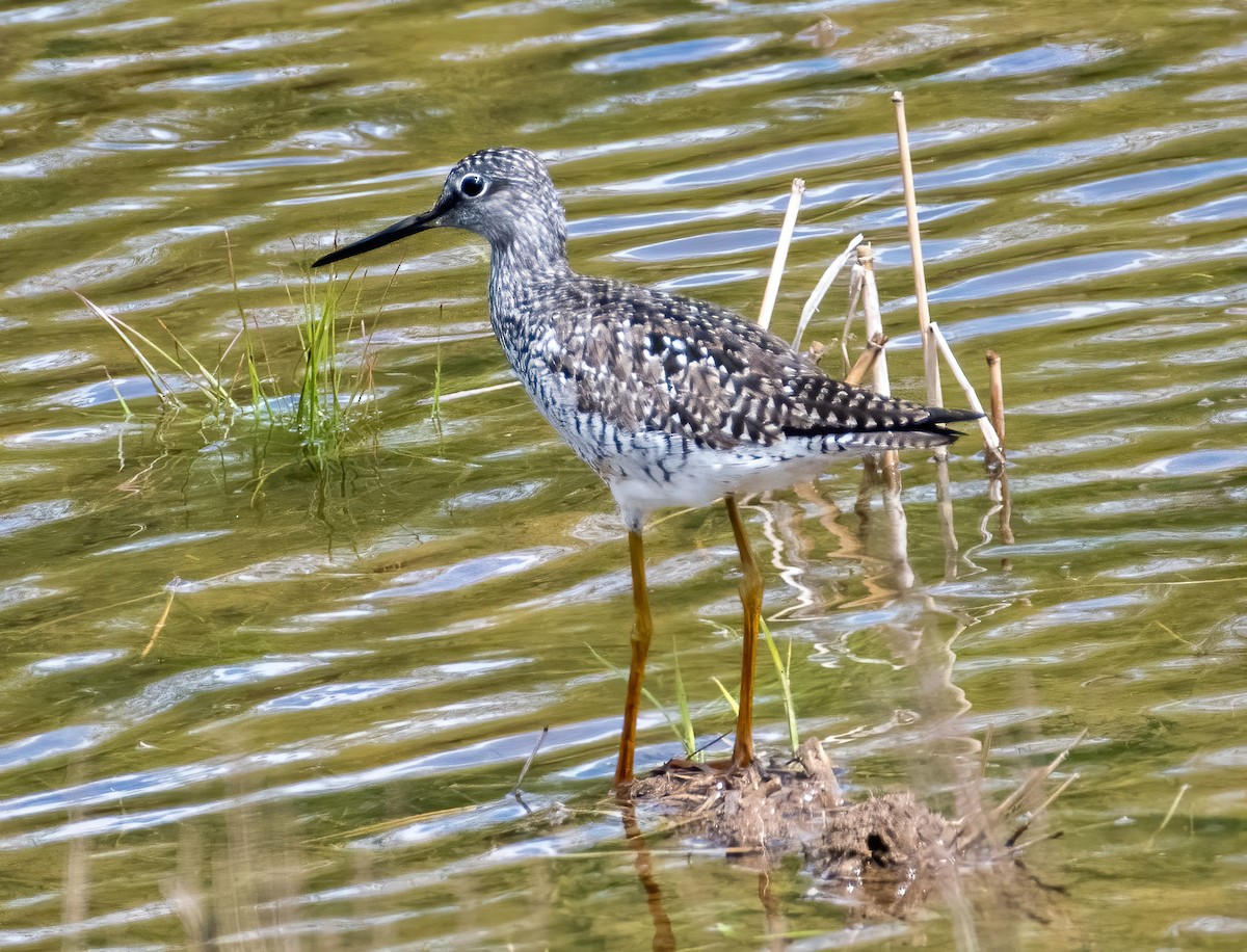 Greater Yellowlegs - Gregg Petersen