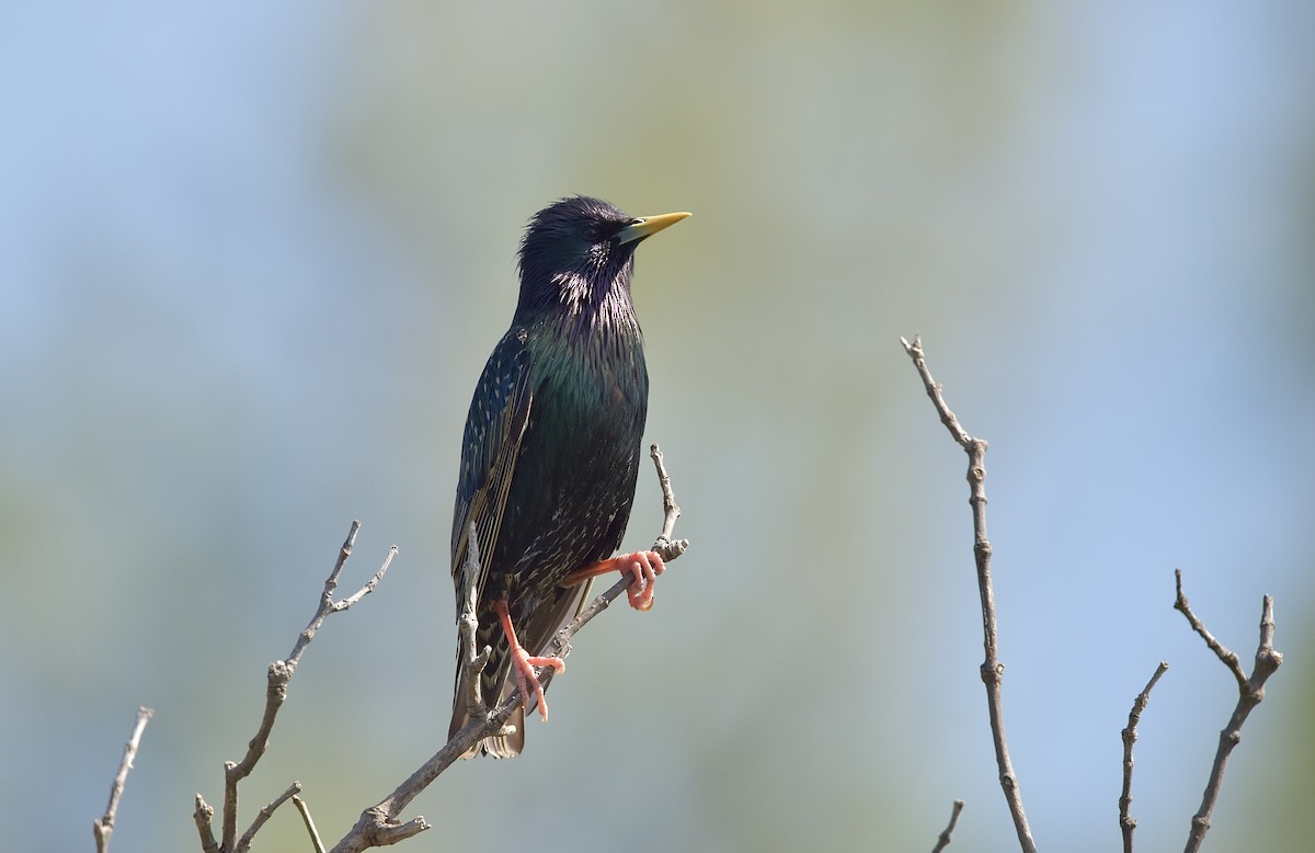 European Starling - ML564749991