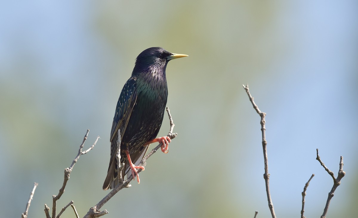 European Starling - ML564750061