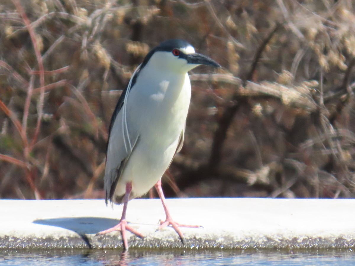 Black-crowned Night Heron - Kathy Eklund