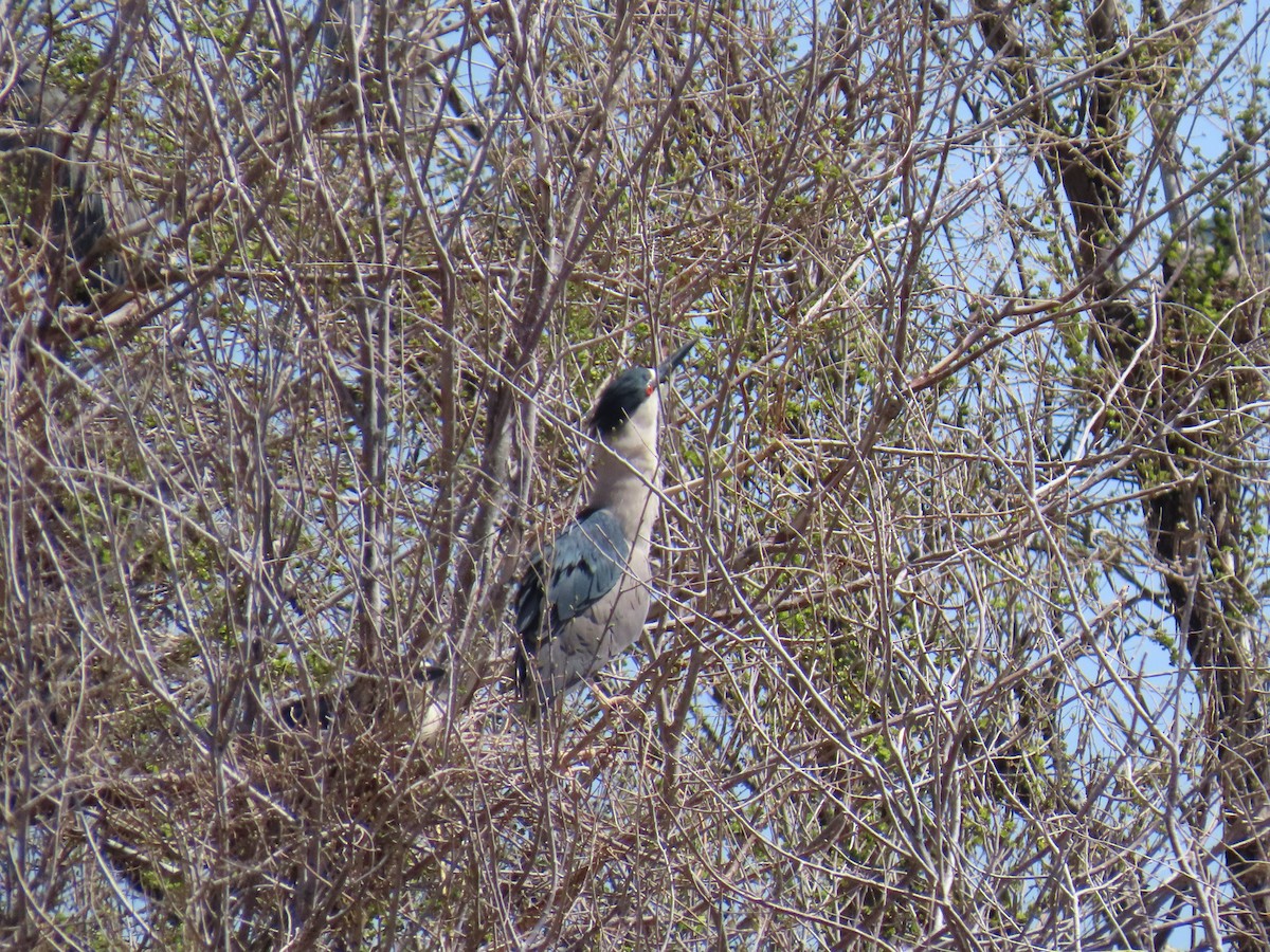 Black-crowned Night Heron - Kathy Eklund