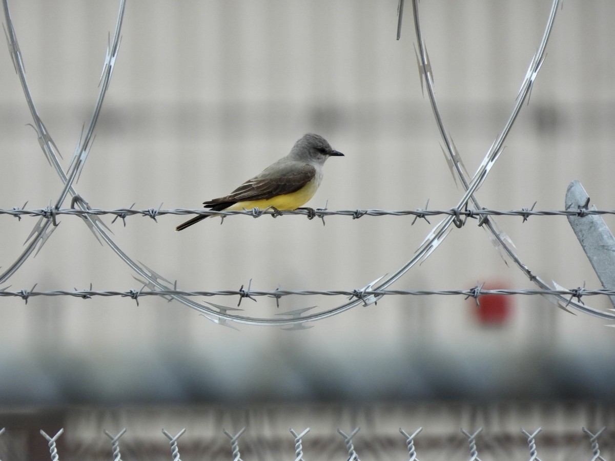 Western Kingbird - ML564751441