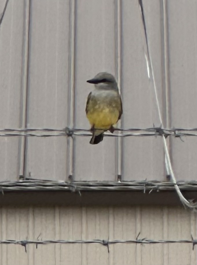 Western Kingbird - ML564751451