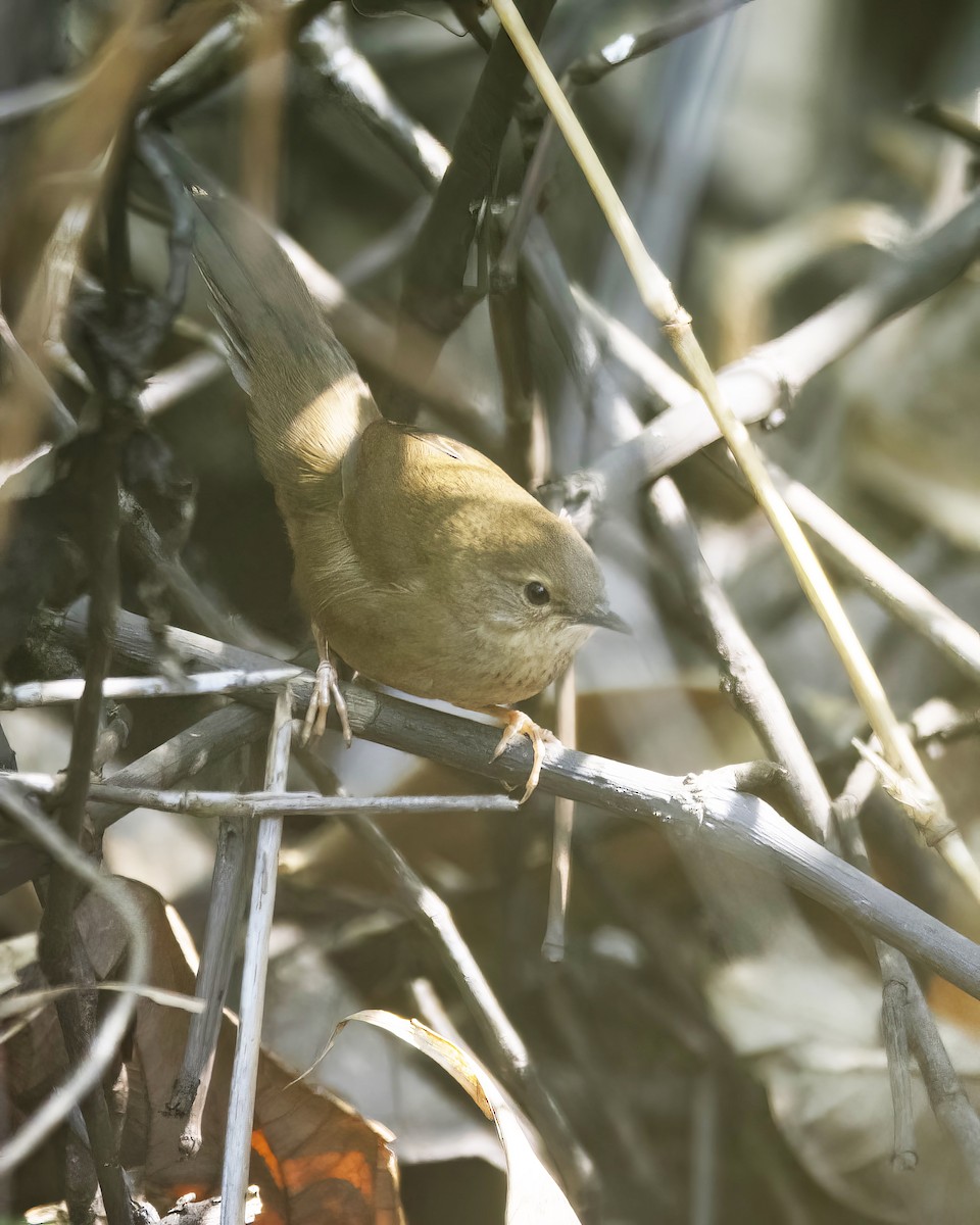 Russet Bush Warbler - ML564753011