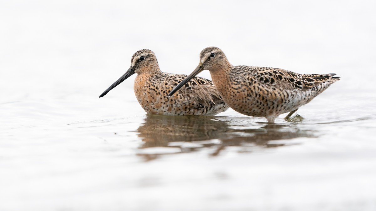 Short-billed Dowitcher - Derek Lecy