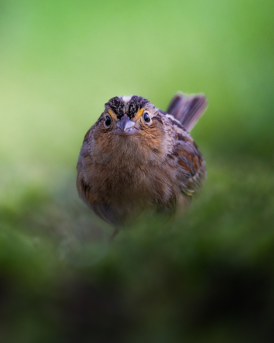 Grasshopper Sparrow - ML564753691