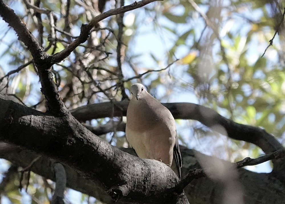 White-tipped Dove - ML564754361