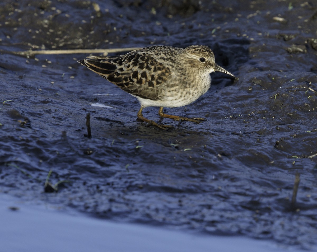 Least Sandpiper - ML564755131