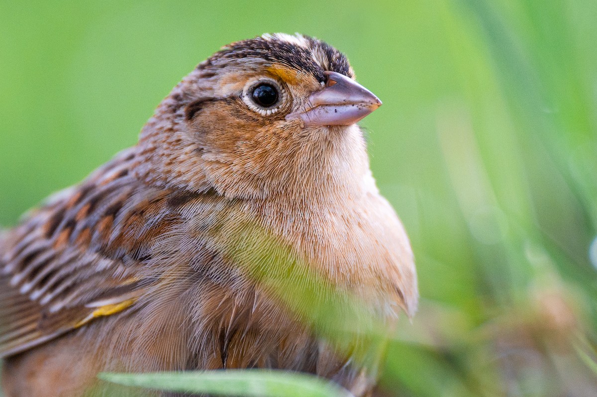 Grasshopper Sparrow - ML564755271