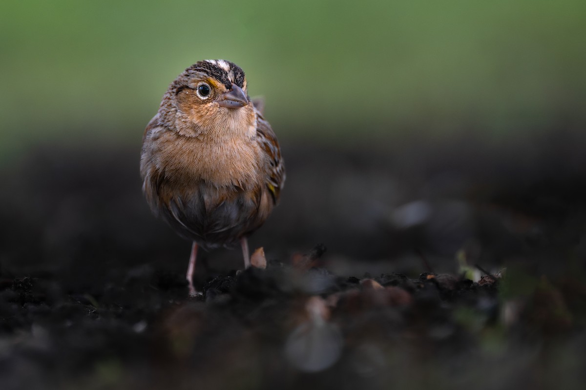 Grasshopper Sparrow - ML564755281