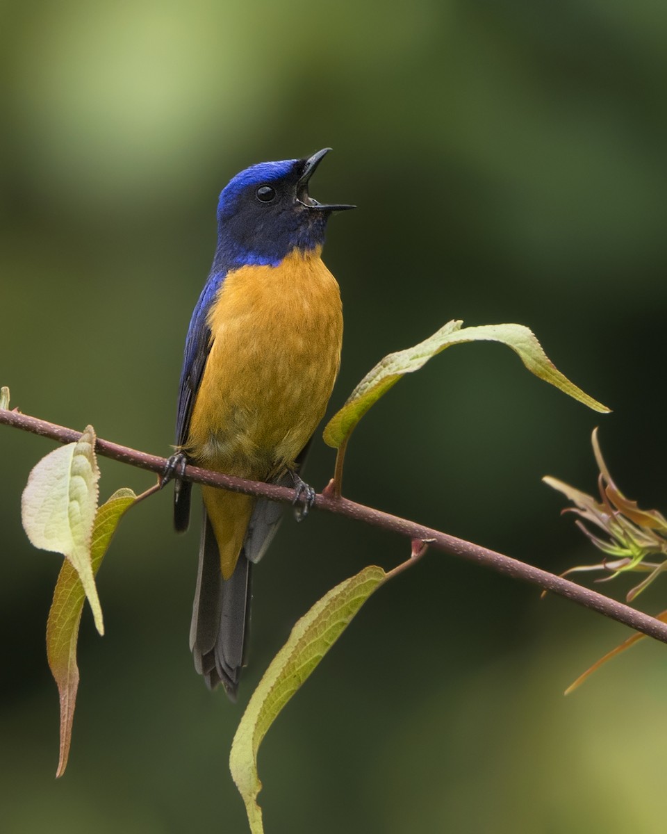 Chinese Vivid Niltava - ML564755341