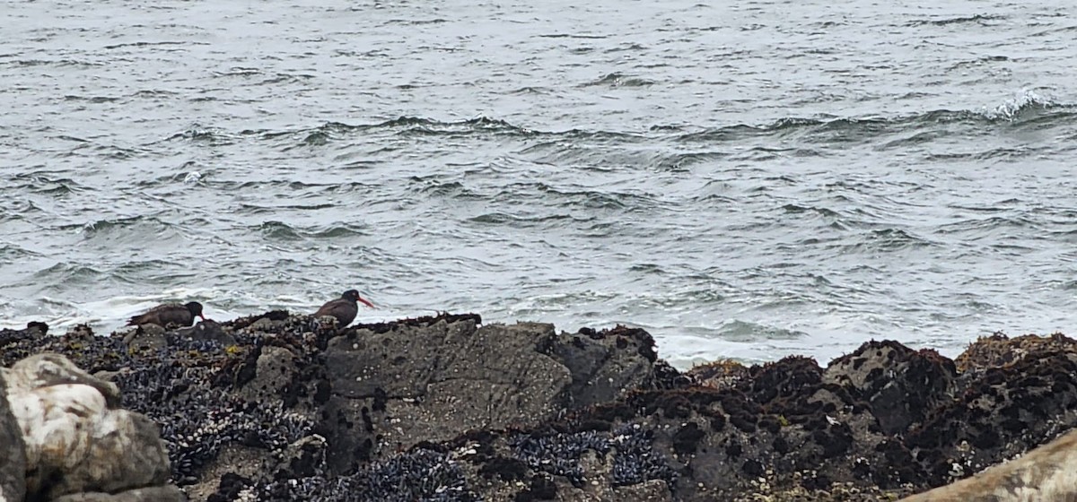 Black Oystercatcher - ML564755851