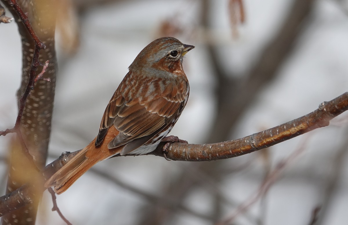 Fox Sparrow - ML56475591