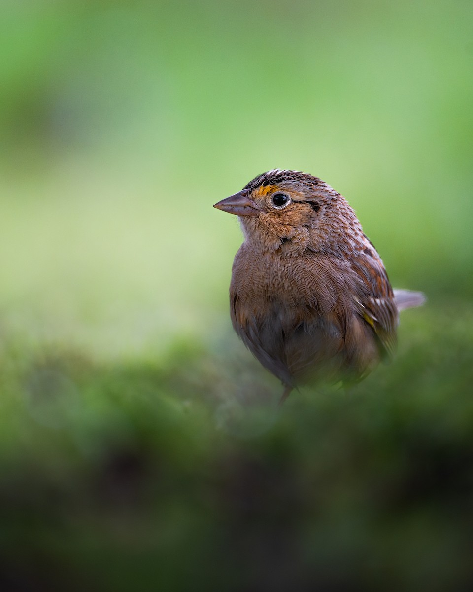 Grasshopper Sparrow - ML564755991