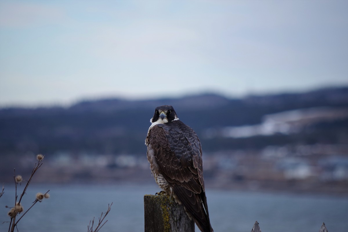 Peregrine Falcon - ML56475611