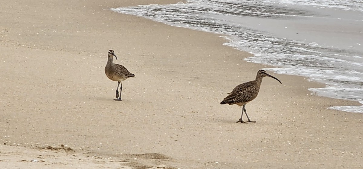 Whimbrel - Anay Bapaye