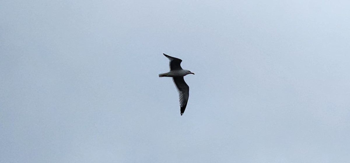 California Gull - ML564756231