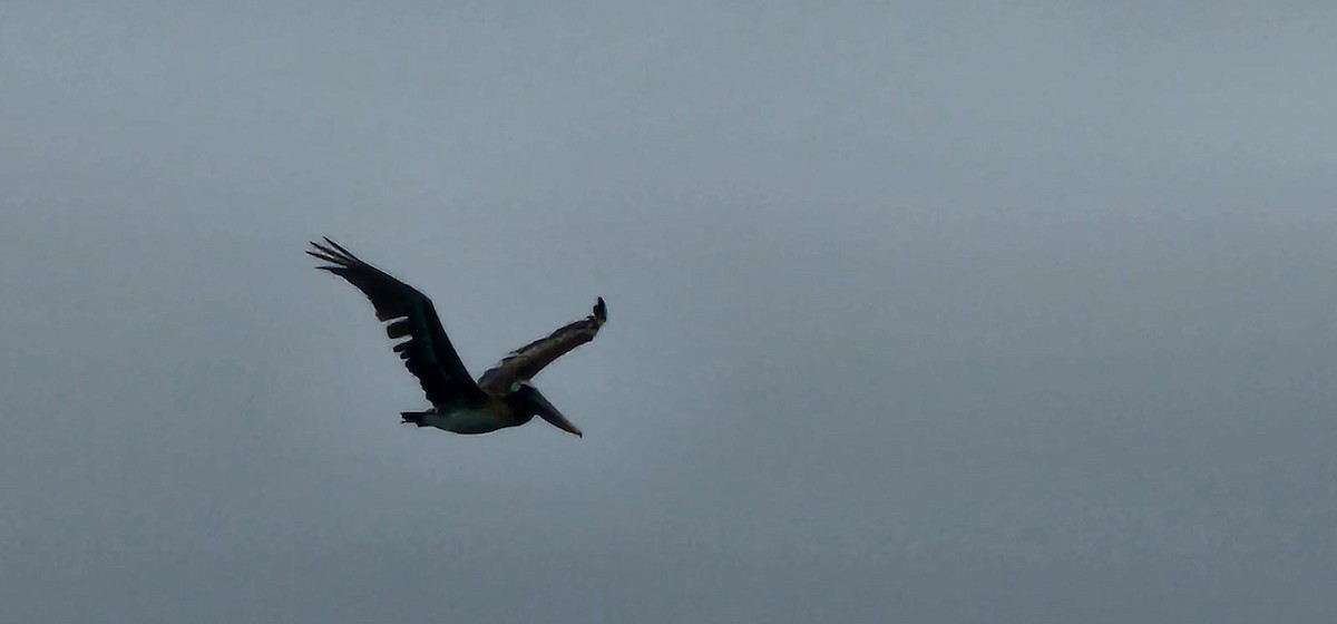 Brown Pelican - ML564756391