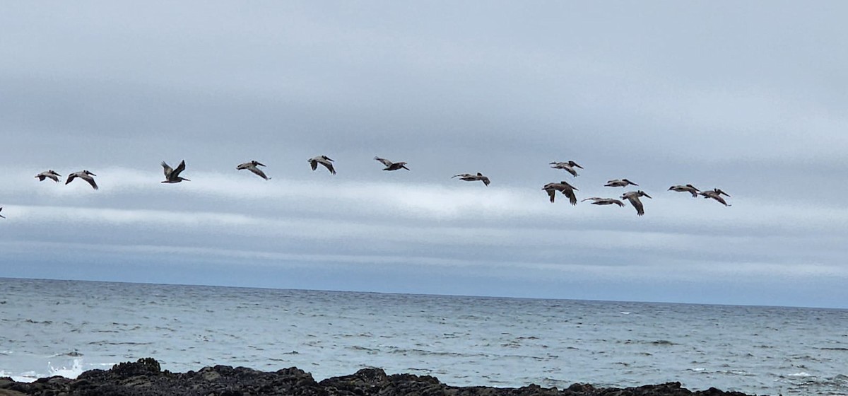 Brown Pelican - ML564756421