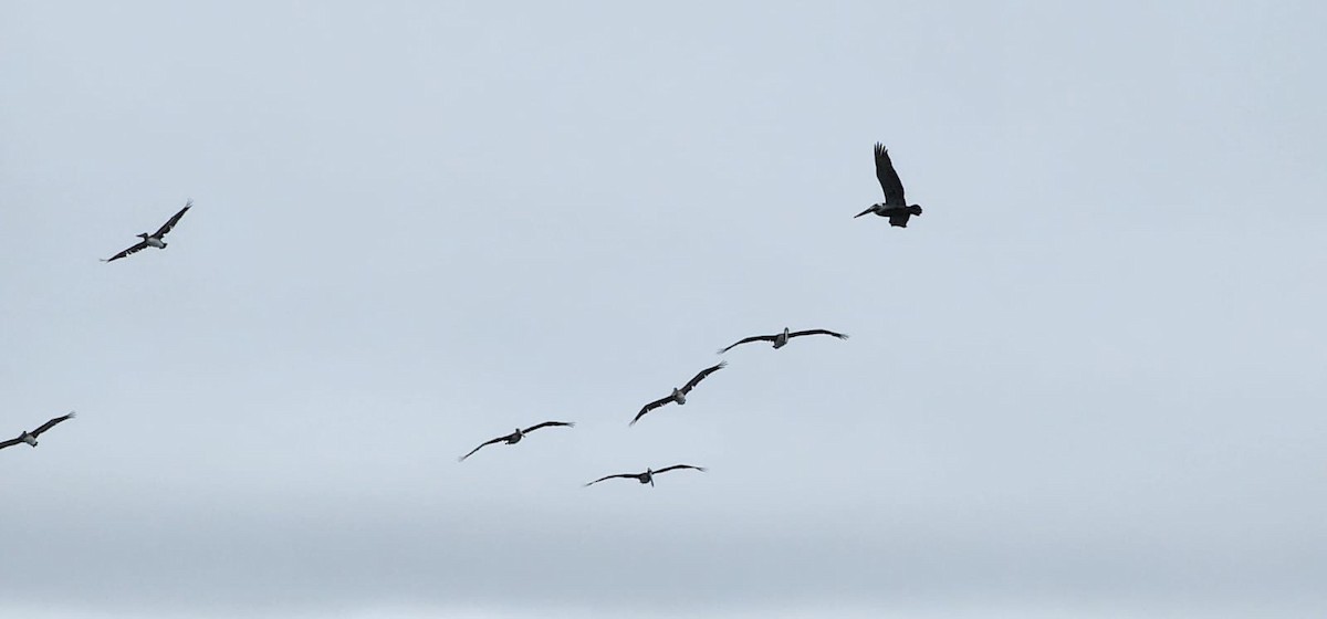 Brown Pelican - ML564756431