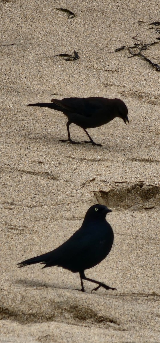 Brewer's Blackbird - ML564756471