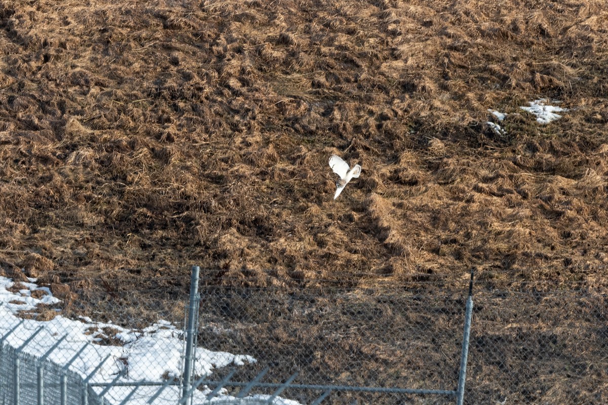 Short-eared Owl - Brian McGurgan