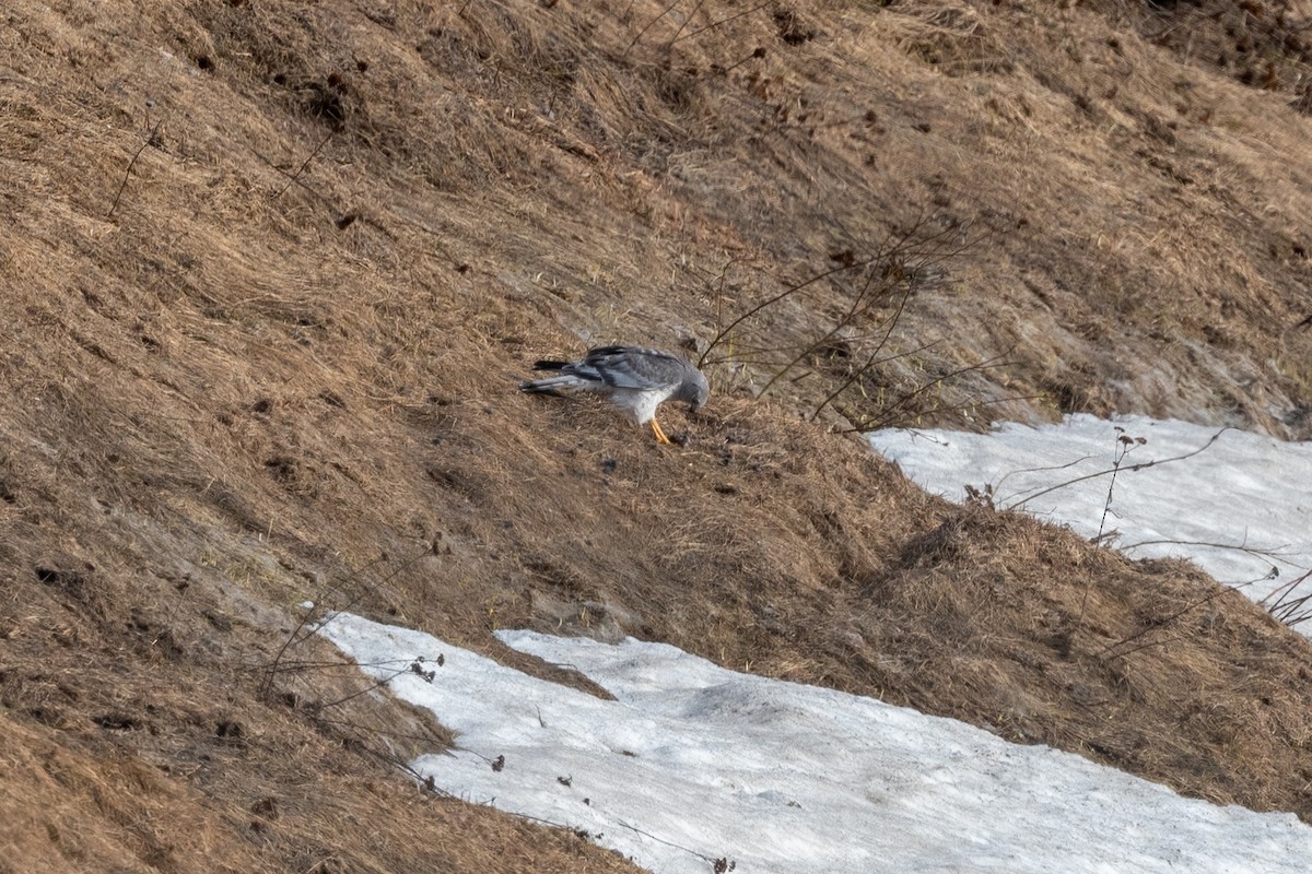 Northern Harrier - ML564756511