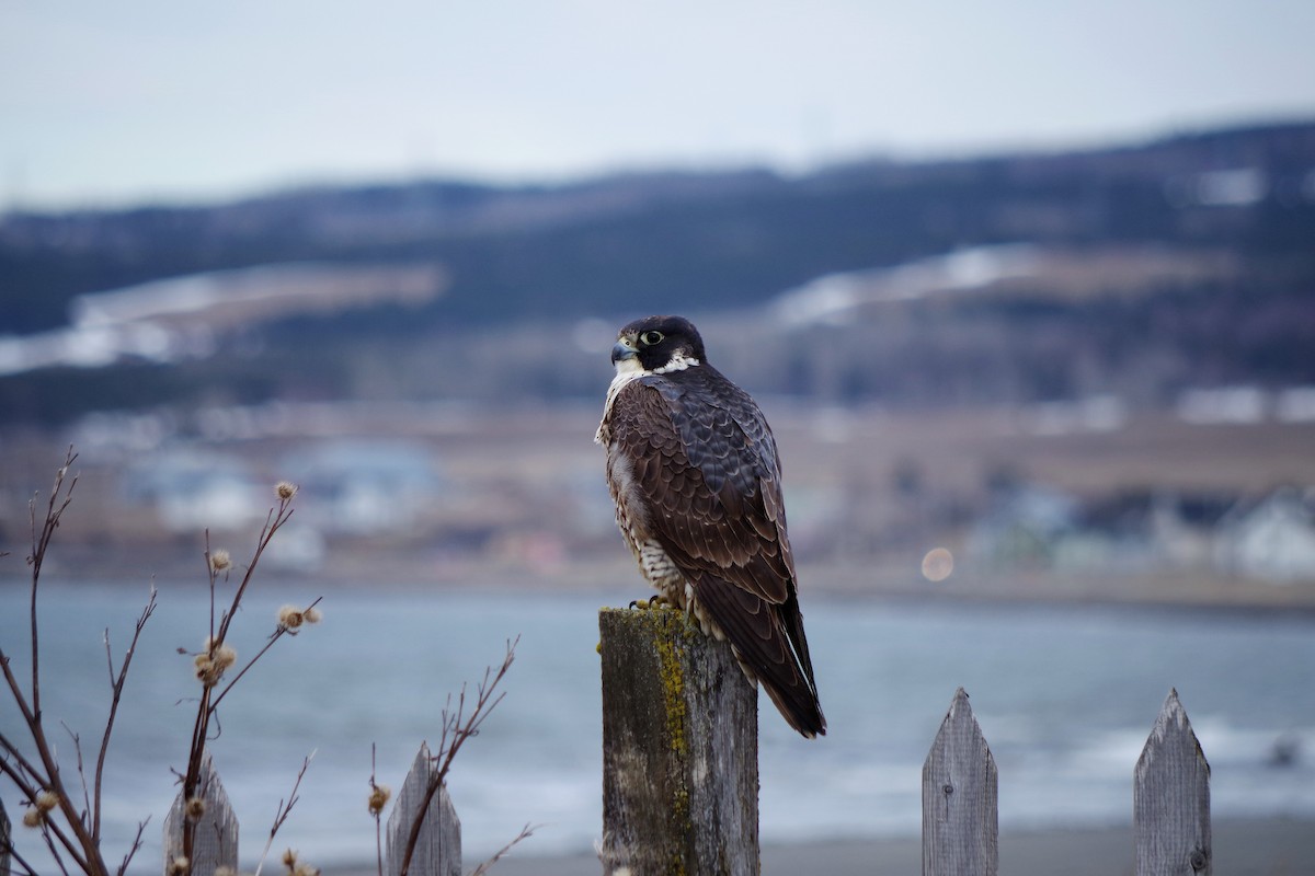 Peregrine Falcon - ML56475661