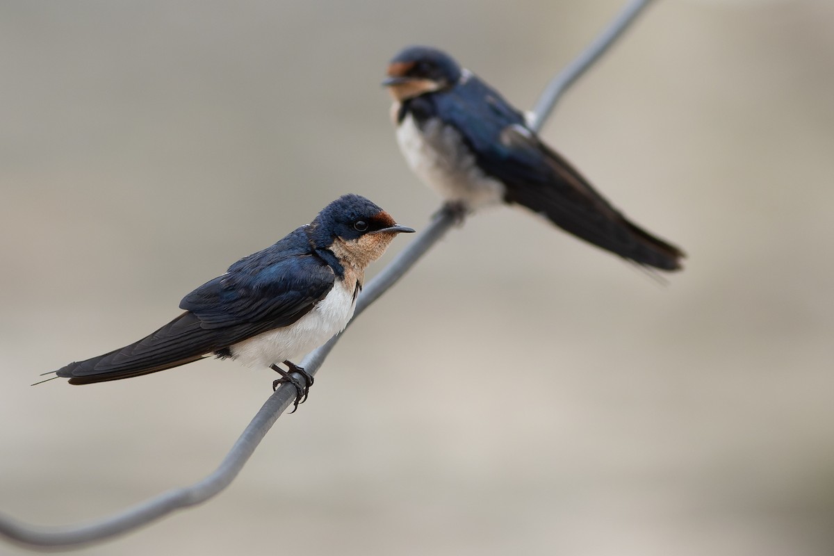 Ethiopian Swallow - Joachim Bertrands