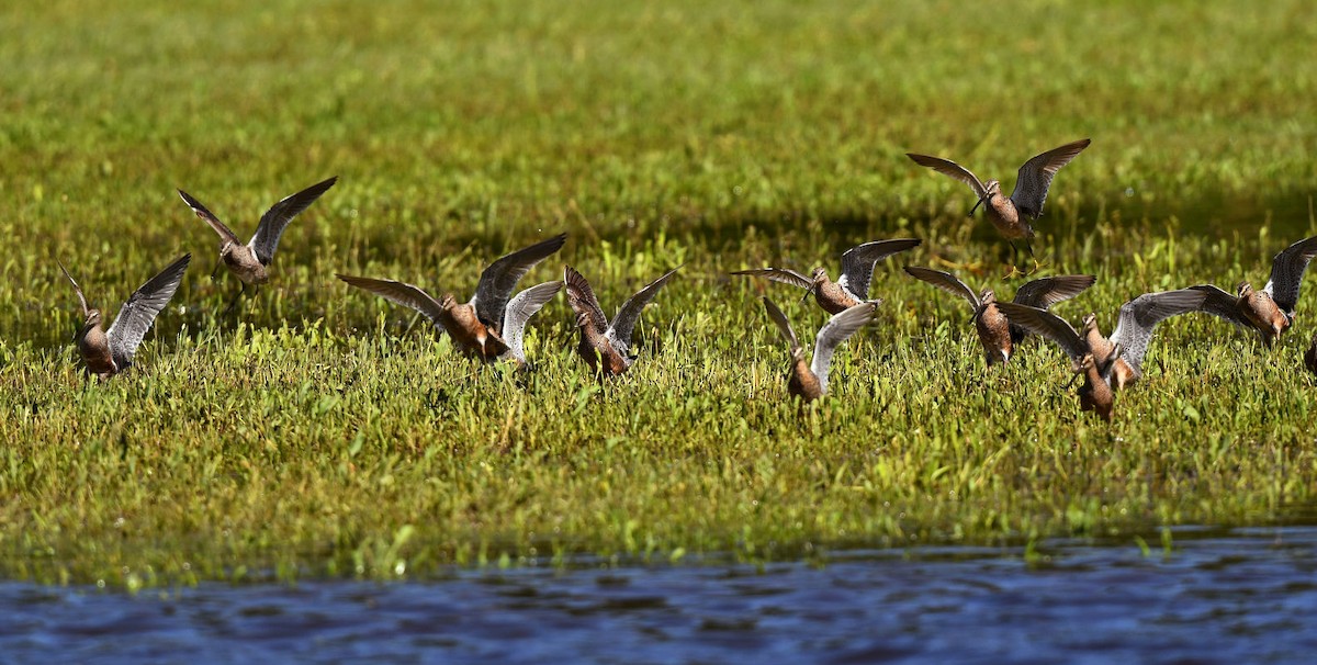 Long-billed Dowitcher - ML564756721
