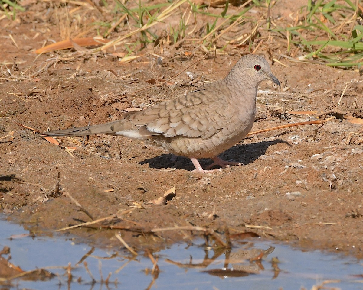 Inca Dove - ML564757511