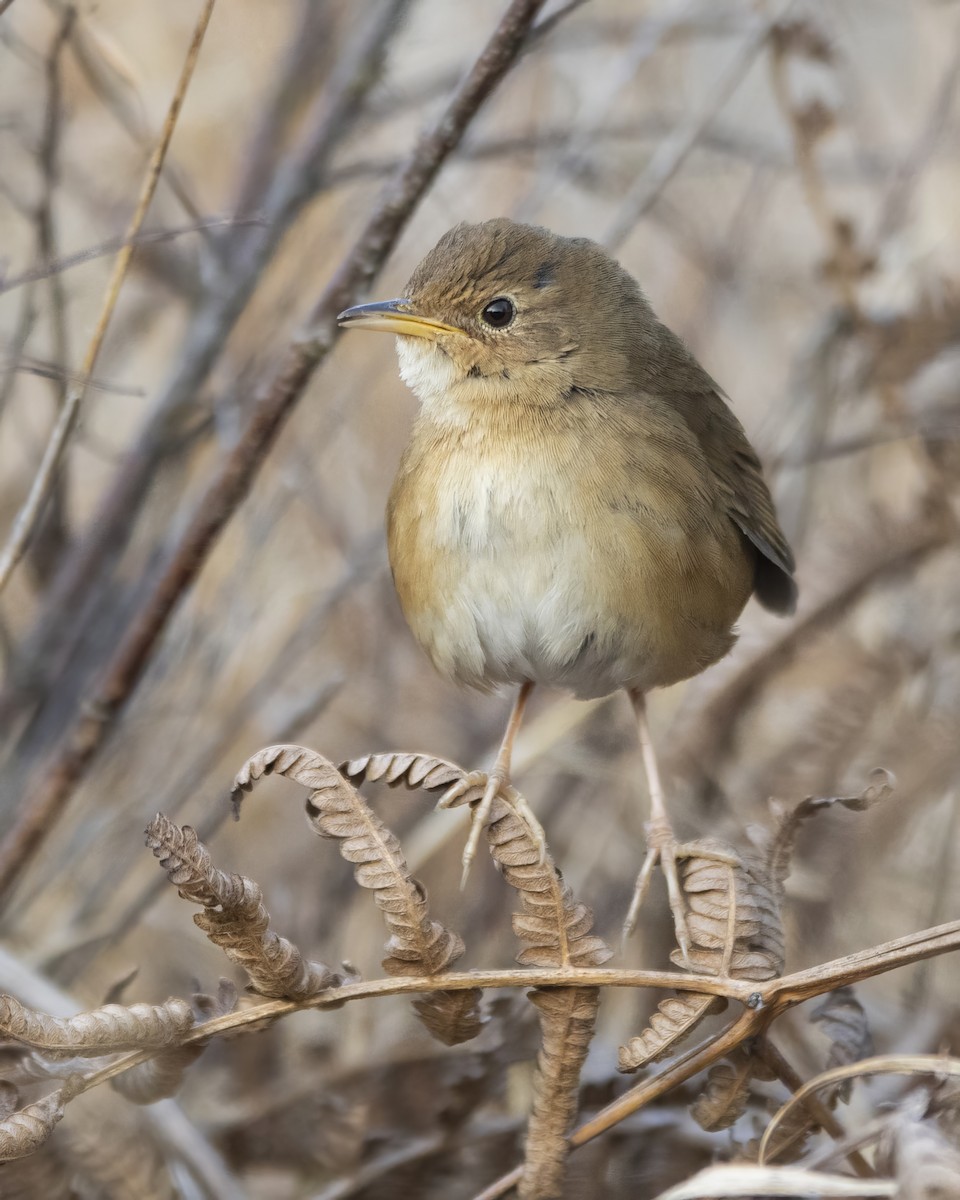 Brown Bush Warbler - ML564757551