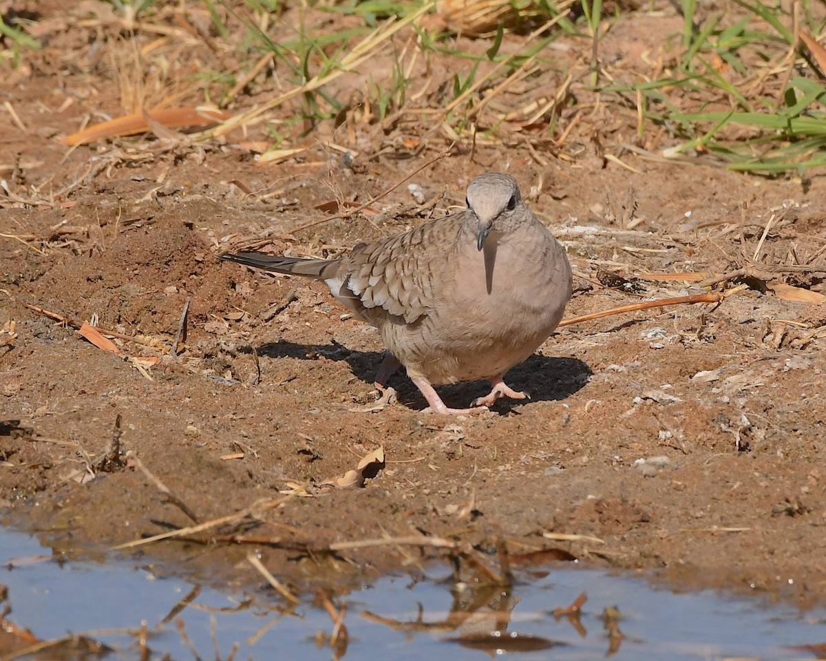 Inca Dove - ML564757801