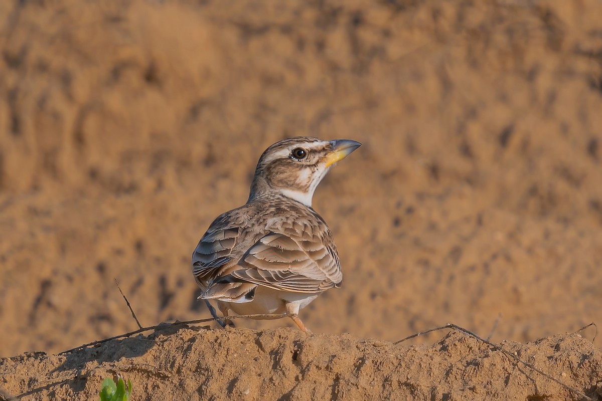 Bimaculated Lark - ML564757881