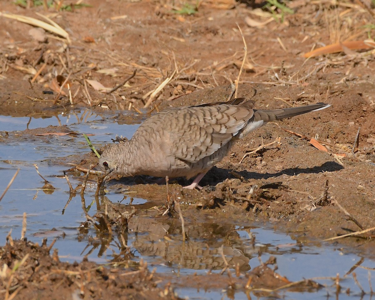 Inca Dove - ML564758401