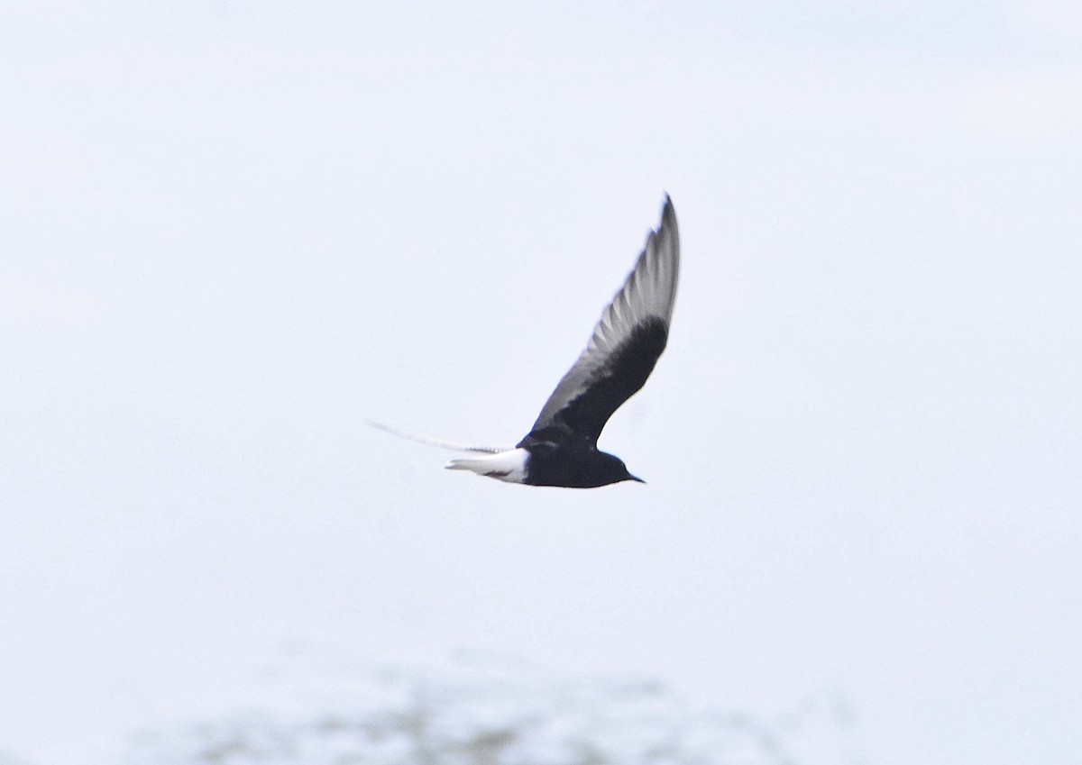 White-winged Tern - Anand Birdlife