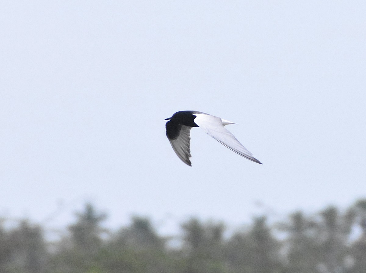 White-winged Tern - Anand Birdlife
