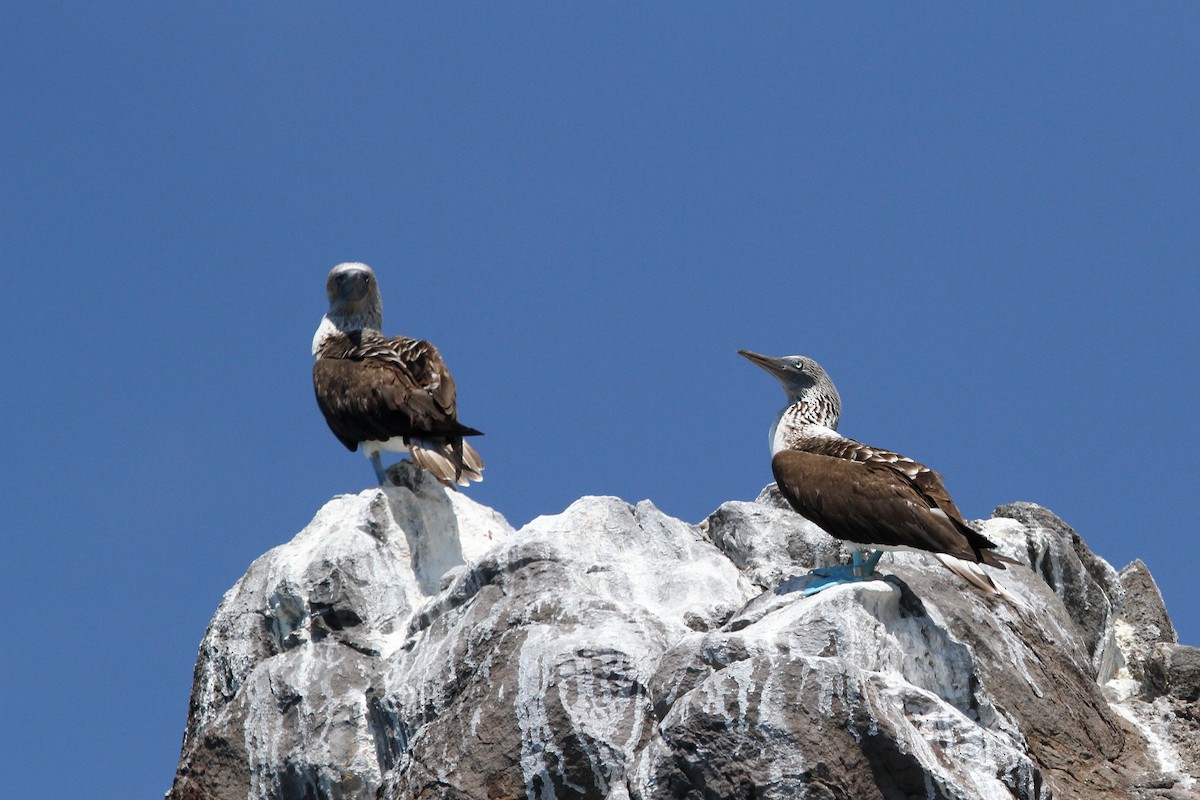 Blue-footed Booby - Steve Heinl