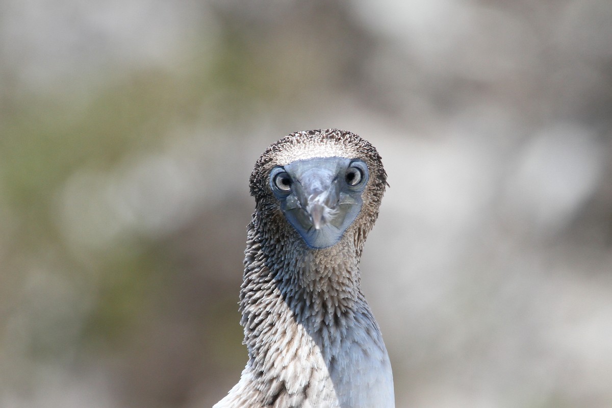 Blue-footed Booby - Steve Heinl