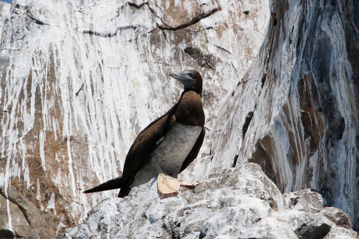 Brown Booby - Steve Heinl