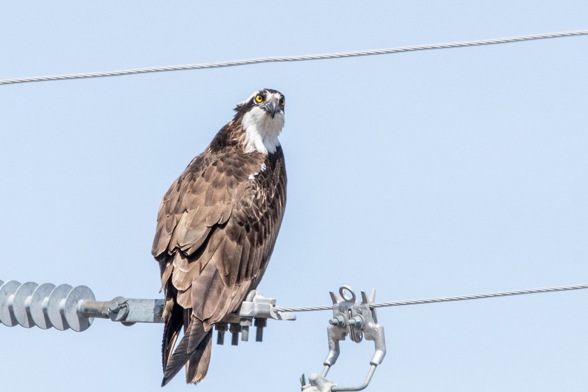 Osprey - ML564761611